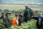 Les vendanges 2013 en octobre