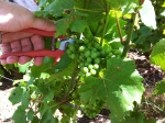 Le temps des vendanges... en vert.