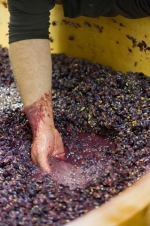 Champagne O. BELIN - La vinification du Champagne Ros