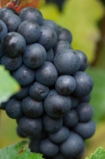 Champagne O. BELIN - Le Pinot Meunier