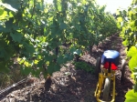 Champagne O.BELIN - Le temps des vendanges... en vert