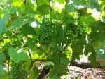 Champagne O.BELIN - Le temps des vendanges... en vert