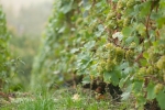Champagne O. BELIN - Le Chardonnay bien dor