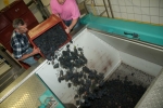 Champagne O. BELIN - ... dans le pressoir