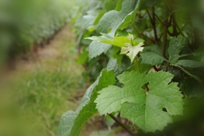Champagne O. BELIN - La feuille de vigne Champagne O. BELIN - La feuille de vigne