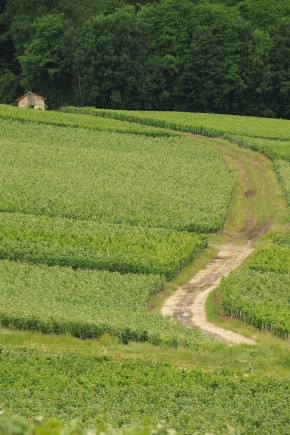 Champagne O. BELIN - Une invitation  la promenade