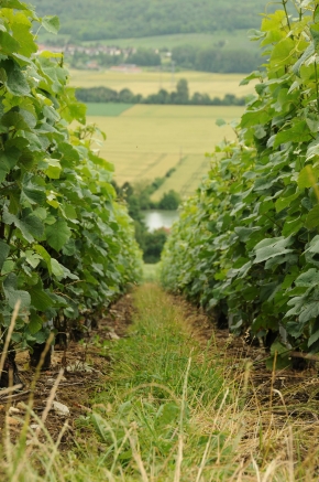 Champagne O. BELIN - L'enherbement des rangs de vigne