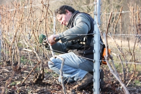 Champagne O. BELIN - La taille Chablis