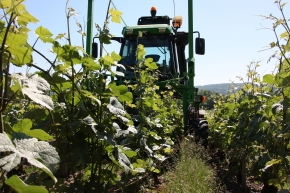 Champagne O. BELIN - Tonte de l'herbe