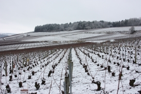 Champagne O. BELIN - le vignoble sous la neige