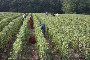 Champagne O. BELIN - Les vendangeurs au lieu-dit Les Mignonnes Champagne O. BELIN - Les vendangeurs au lieu-dit Les Mignonnes