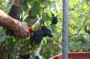 Champagne O. BELIN - La qualité du Champagne repose sur les vendangeurs... Champagne O. BELIN - La qualité du Champagne repose sur les vendangeurs...