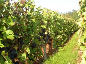 Champagne O. BELIN - Grappes prêtes à être ceuillies Champagne O. BELIN - Grappes prêtes à être ceuillies