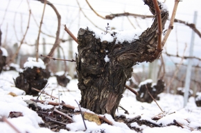 Champagne O. BELIN - 30 vendanges!