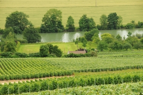 Champagne O. BELIN - Le vignoble et la rivire Marne