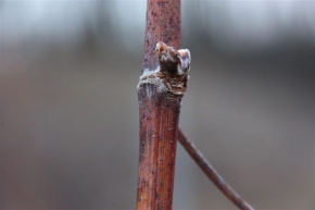 Champagne O. BELIN - bourgeon en dormance