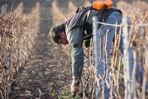 Champagne O. BELIN - 400 ceps taills par jour...