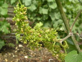 Champagne O. BELIN - La floraison Champagne O. BELIN - La floraison