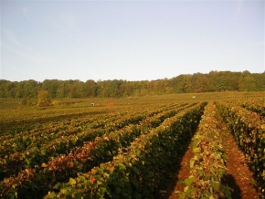 Champagne O. BELIN -  Champagne O. BELIN -